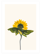 Ayçiçeği - Art Print